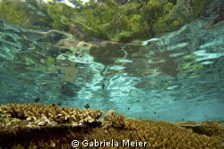 A healthy reef top in Misool, Irian Jaya - West Papua - I... by Gabriela Meier 